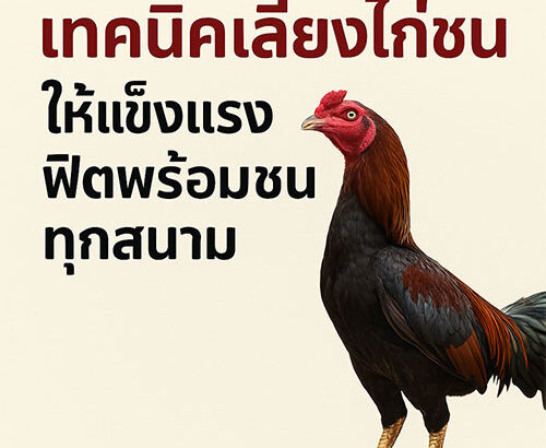 เทคนิคการเลี้ยงไก่ชน