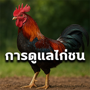 การดูแลไก่ชน