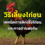 วิธีเลี้ยงไก่ชน