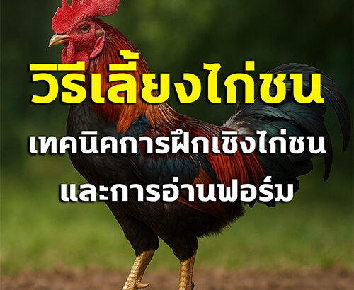 วิธีเลี้ยงไก่ชน