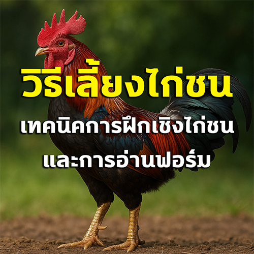 วิธีเลี้ยงไก่ชน