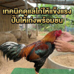 การเลี้ยงไก่ชน
